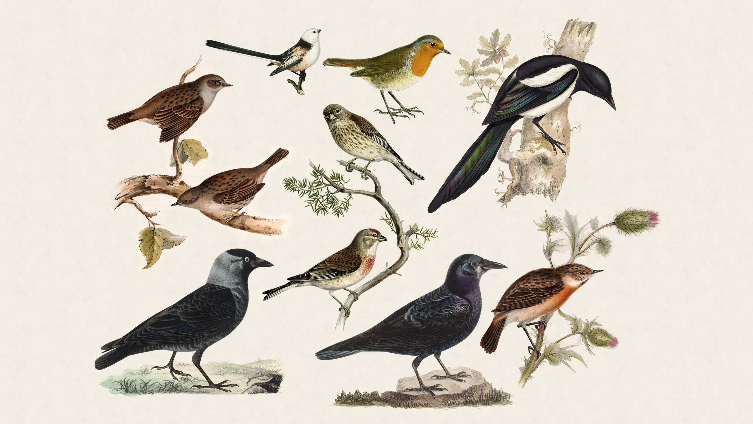 Birds seen recently